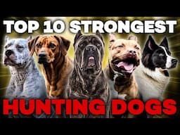 The 10 Strongest Hunting Dog Breeds