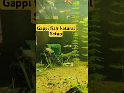 gappi fish natural setup #gappi #fish #aquarius #shorts #amitalbinopets