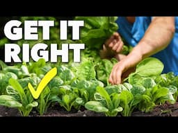 Spinach Growing Masterclass: Grow Super-Fast Leaves