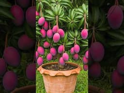 technique for breeding mango tree #garden #fruittrees #fruit #live #graftingplants #garde #plumtree
