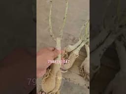 इन पौधों में फूल आना बंद नहीं होते #best #gardening #online #top #shorts
