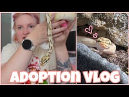 adopting my dream ball python🐍🤎 | vlog |
