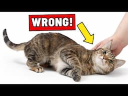 Your Cat Will Trust You… Until You Make This Mistake