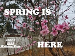 Spring 2025 Bloomin Update Zone 8 SC