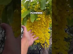 CASSIA FISTULA: A Show Stopping Flowering Tree! #garden #ihavethisthingwithplants #gardening