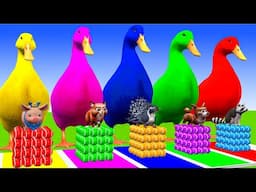5 Giant Duck Cartoon,Cow,Elephant,Tiger,Lion,Gorilla, Paint Wild Animals Crossing Fountain Animation