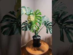 HOW does she look? #thaiconstellation #monstera