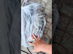 Cá lóc đồng hay cá lóc nuôi đây