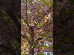 Wildlife Is Everywhere