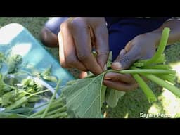 How To Cook Pumpkin Leaves, Growing Our Own Vegetables.