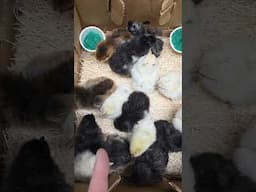 Shipping Chicks | Nichols County