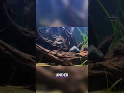 Dwarf Gourami: Nano Tank Centerpiece or Aggressive Risk?