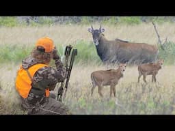 Bow Hunting Nilgai Antelope in Texas