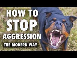 Aggression & Reactivity: Why Modern Trainers Don’t Jerk, Shock, or Suppress