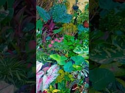 Tour Pela Minha Florestinha #plantasbonitas