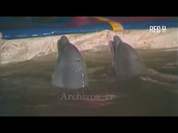 Circo Magnum: Flipper y Sissy - Sábado Gigantes (1985)