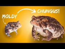 Toad gets New Chance at Life so I can Make a Sandwich | Terrarium