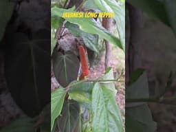 The Javanese Long Pepper