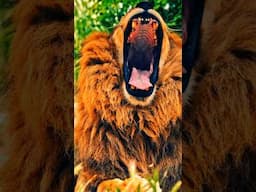 🦁🐯🐻 #nature #animals #4k