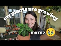 Houseplant Update | MY HOYA ARE GROWING and other exciting updates
