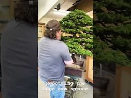 Repotting the huge ezo spruce #bonsai  #ezospruce
