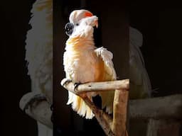 Moluccan Cockatoo | Salmon Crested Cockatoo | Dancing Cockatoo #ShaikhTanveer #moluccancockatoo