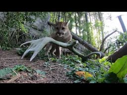 Rescued Cougar Cubs Pounce And Play