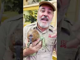 All you need to know about Caiman Lizards🙌