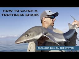 Catching sharks with no teeth!
