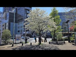 Live Tokyo Walk - Akihabara and Ueno - April 2025