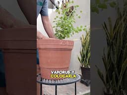 Plantando VAPORUB en MACETA🪴 #plantas #agro #jardin #shorts #shortvideo #garden #gardening #plants