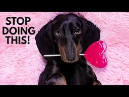 5 Ways You Are Hurting Your Dachshund Without Realizing