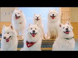 Japan's Samoyed Dog Cafe in Kyoto That Melted Our Hearts | Samoyed Cafe AL KYOTO KAWARAMACHI