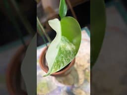 NEW LEAF UPDATE!! #monstera #monsteraalbo #tropicalplant