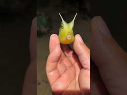 Longhorn cowfish what a beautiful creature!