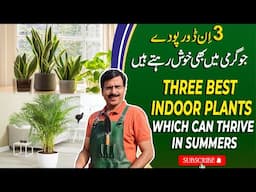 Three Best Indoor Plants Which Can Thrive In Summers | Gardening With Javed Iqbal