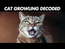 8 SOUNDS Cats Make and WHAT They MEAN