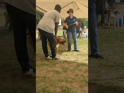 Boerboel Appraisal in Ghana #shorts #boerboel #dog