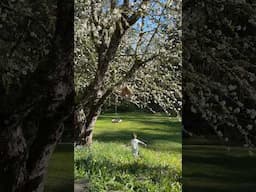 Cherry blossom petals falling in the wind like snow. #spring #garden