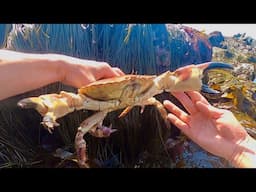 MONSTER FORAGED CRAB - Amazing Foraging Catch & Cook