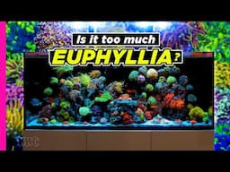 Euphyllia-Packed Reef Tank After Just 2 Years! | 116 Gallon Reef Tank!