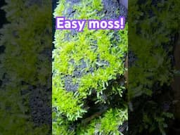 EASY Moss growing method for EPIC nano shrimp tank!