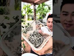 Chơi Đồ Hàng Buổi Sáng với Trà Cụ... hò hò...