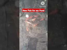 NEW FISH FOR MY POND