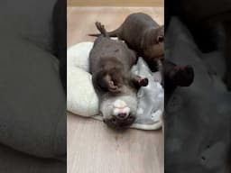 なでてほしいアピールを邪魔されるカワウソ　#shorts