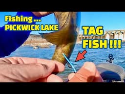 Extremely RARE FISH CATCH Fishing PICKWICK LAKE below WILSON DAM !!