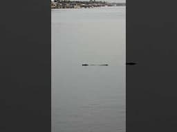 Alligator in Saltwater Oak Hill Florida #alligator #florida #fishing #outdoors