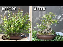 Refining My Favorite Old Trident Maple for a Bonsai Show