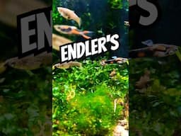 Endler's Livebearer colony of Males and Females #exoticaquariumfish #fishaquarium #fishtank #fish