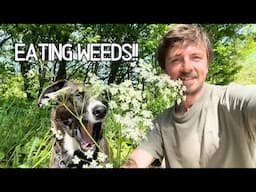The Case for Eating WILD HERBS: An Overlooked Potential for Self-Sufficiency